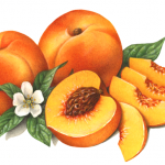 Two whole peaches, four slices, one cut peach half with leaves and blossom