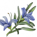 Closeup view of a rosemary sprig with two blue flowers