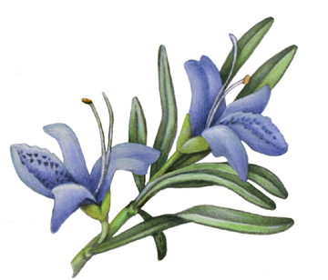 Closeup view of a rosemary sprig with two blue flowers