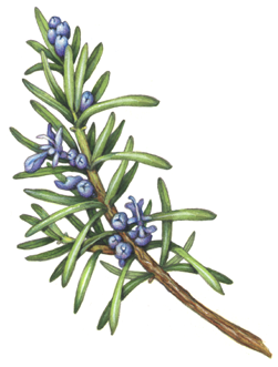 Rosemary sprig with blue buds and flowers