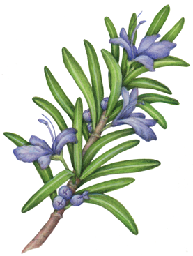 Rosemary branch with flowers and leaves