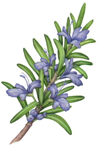 Rosemary sprig with five blue flowers.
