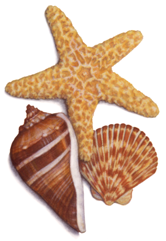 Watercolor illustration of shells and a starfish