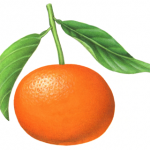 Botanical illustration of a tangerine.