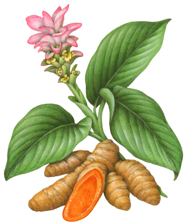 Turmeric illustration of the plant with its flower and its root.