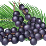 Four strands of purple acai berries with a palm branch