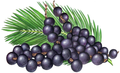 Four strands of purple acai berries with a palm branch
