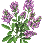 Alfalfa plant with leaves and purple flowers
