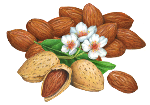 Almond still life with almonds, with shells and shelled, plus half opened almond and leaf with blossoms