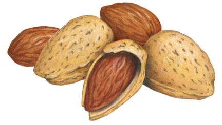 Almond still life with almonds, with shells and shelled, plus half opened almond