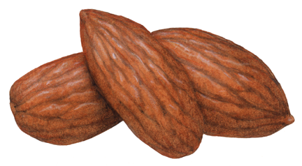 Three whole almonds without shells