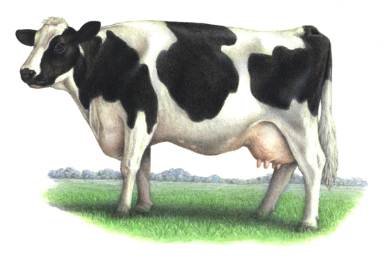 Watercolor animal illustration of a Holstein cow in a field