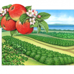 Honey Crisp apple orchard scene