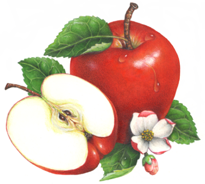 One whole red apple with a cut apple half, apple blossoms and leaves.