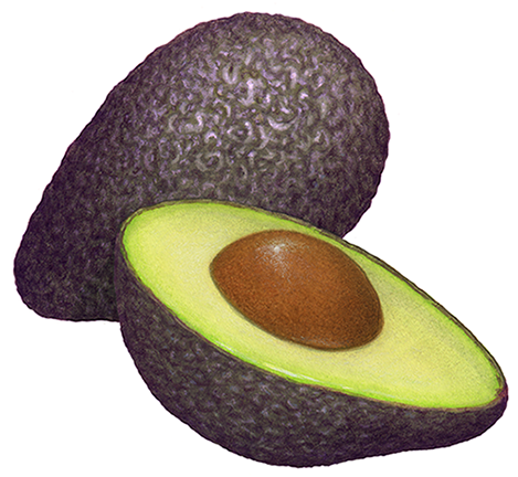 Ripe avocados with one whole and one cut half