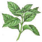 Basil plant with 10 leaves.