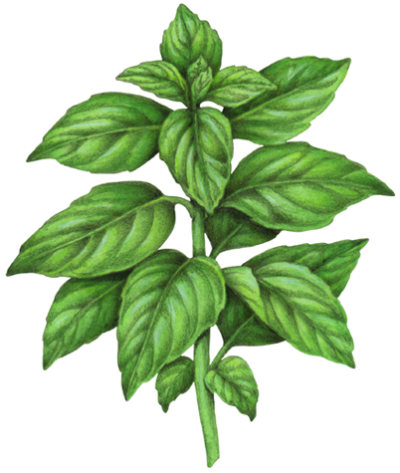 Basil plant with sixteen leaves
