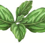 A sprig of basil with four leaves