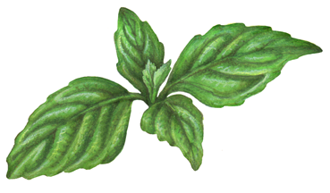 Four leaf sprig of basil