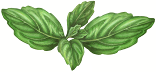 A sprig of basil with four leaves