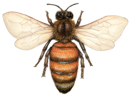 Overhead view of a honey bee worker