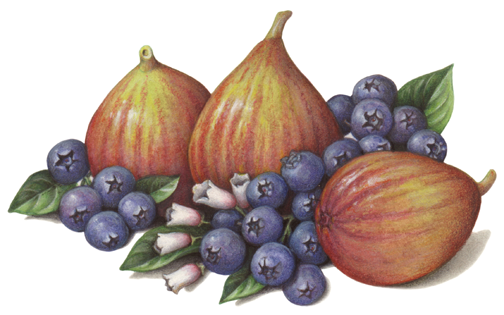 Three figs with two bunches of blueberries