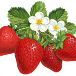 Four strawberries with leaves and two flowers