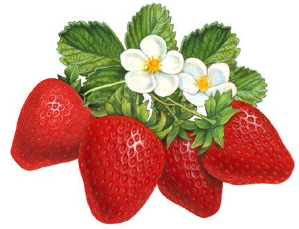 Four strawberries with leaves and two flowers