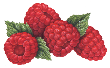 Fruit illustration of four red raspberries with leaves