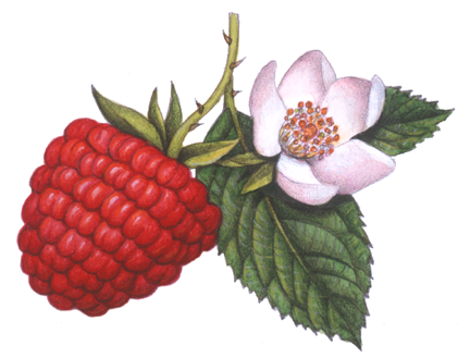 Botanical of a raspberry on a stem with a flower and leaves