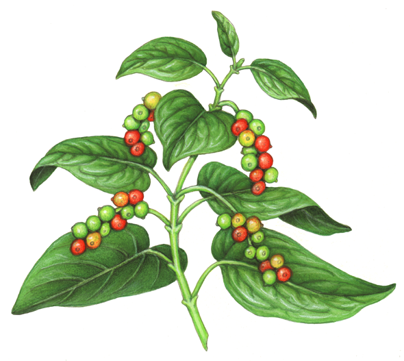 Black pepper plant with red and green peppercorns