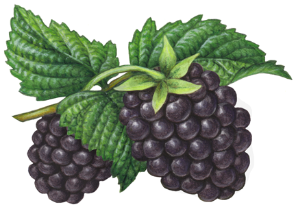 Two blackberries on a stem with three leaves