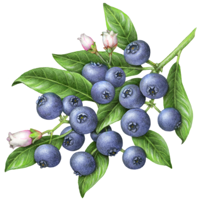 Blueberries on a branch with leaves and three flowers.