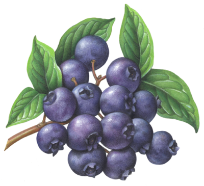Blueberries on a branch with leaves