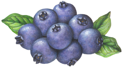 Eight blueberries with leaves