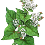 Buckwheat plant with white flowers and buckwheat nuts
