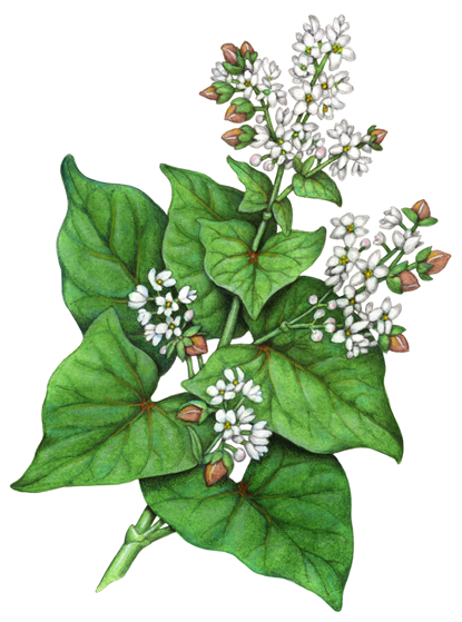 Buckwheat plant with white flowers and buckwheat nuts