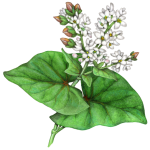 Buckwheat plant with two leaves and a flower cluster with buckwheat nuts