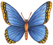 Watercolor illustration of a blue butterfly