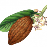 Cacao plant with leaf, flowers and brown fruit pod