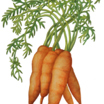 Carrot bunch
