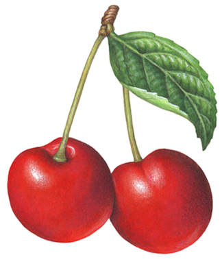 Two red cherries with stems and a leaf