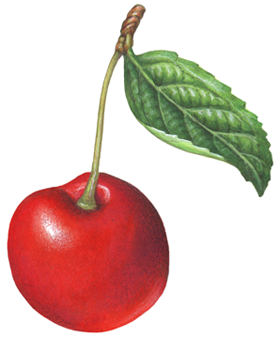 Single red cherry with a stem and a leaf