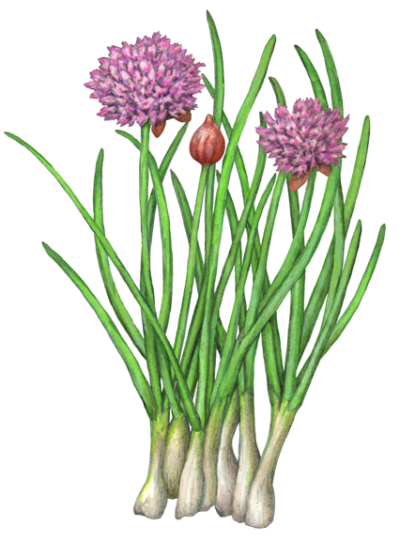 Chives with two purple flowers and one chive bud