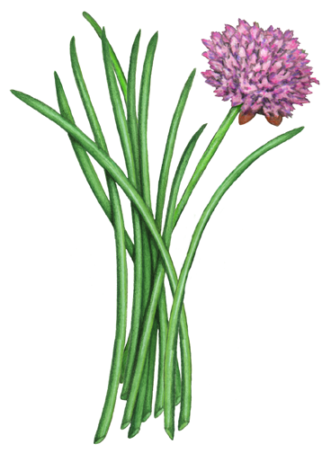 Green chives with one purple chive's flower
