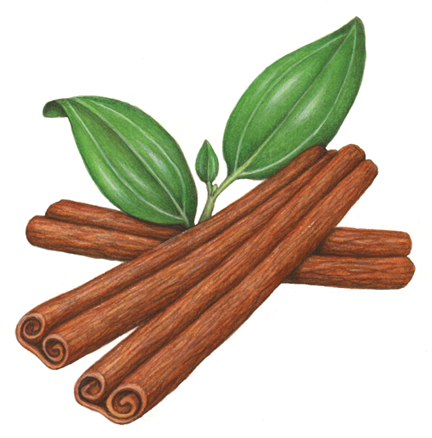 Three cinnamon sticks with leaves