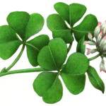 Clover flower with clover leaves