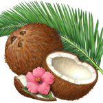 Coconut still life with whole coconut, coconut half, coconut piece, a palm branch and a pink hibiscus