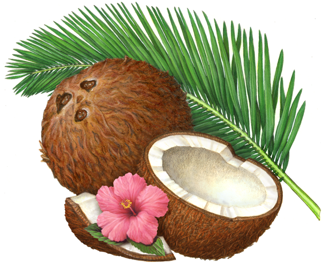 Coconut still life with whole coconut, coconut half, coconut piece, a palm branch and a pink hibiscus