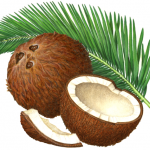 Coconut still life with whole coconut, coconut half, coconut piece and a palm branch